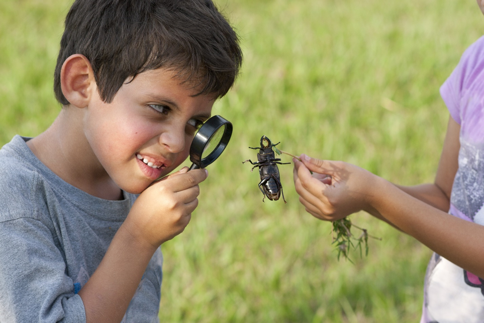 STEM backyard - bugs