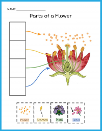 Flower Worksheets for Summer Learning - STEM Supplies